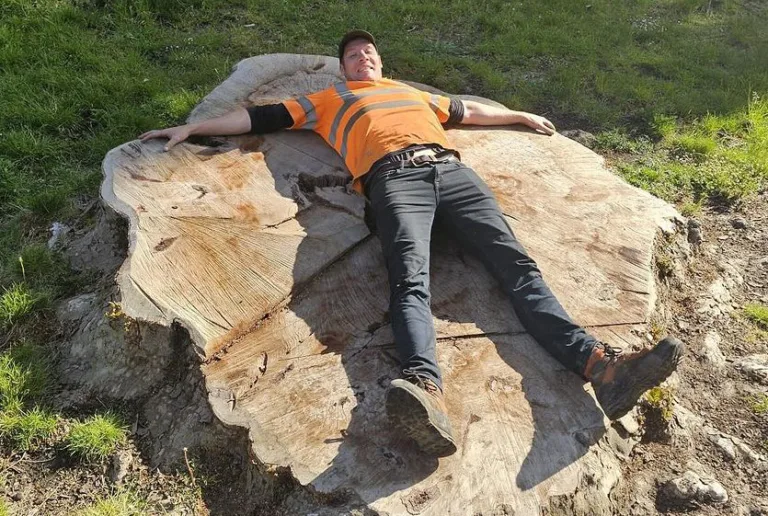 Alistair Magee lying across a Giant Tree Stump